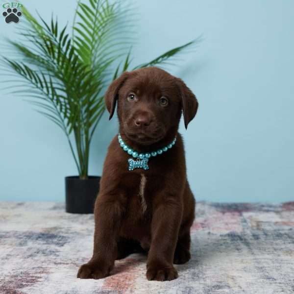 Carson, Chocolate Labrador Retriever Puppy